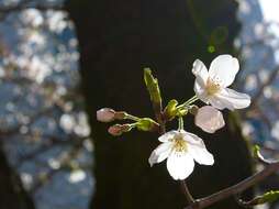 Plancia ëd Prunus yedoensis Matsum.