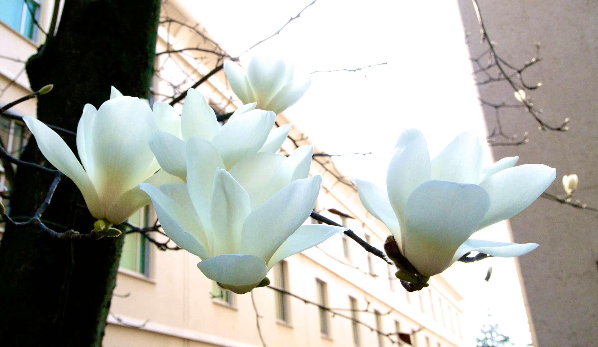 Image of Lily Tree