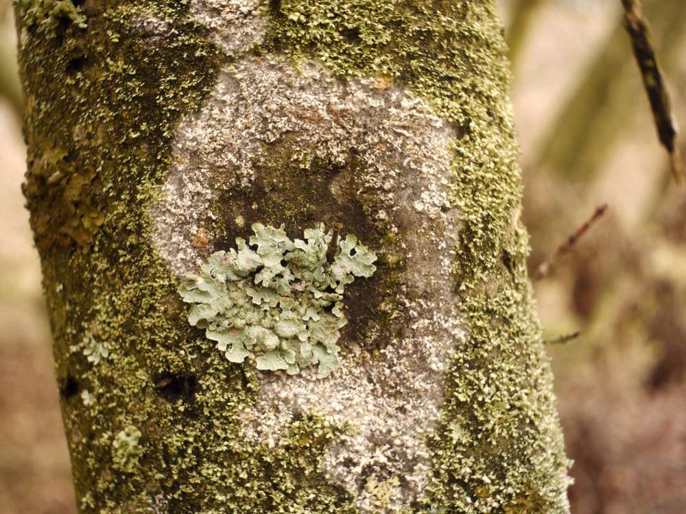 Image de Athelia arachnoidea (Berk.) Jülich 1972