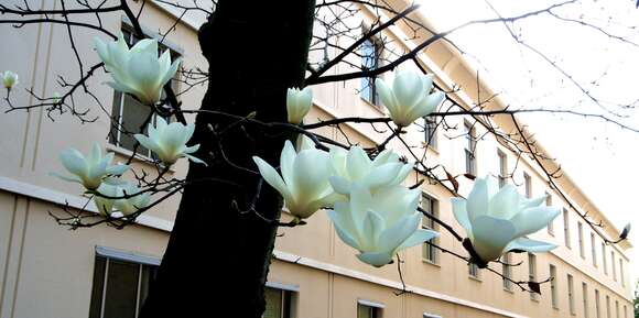 Image of Lily Tree