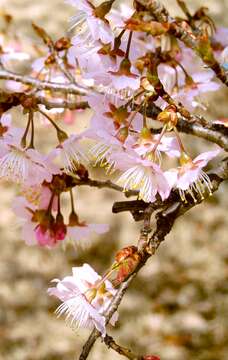 Plancia ëd Prunus cerasoides D. Don