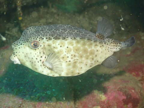 Image of Horn-nosed boxfish