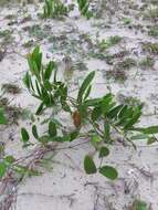 Image of Smilax rufescens Griseb.