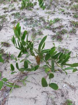 Smilax rufescens Griseb. resmi