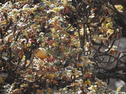 Image of Tawny Tit-Spinetail