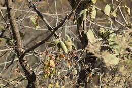 صورة Marsdenia mexicana Decne.