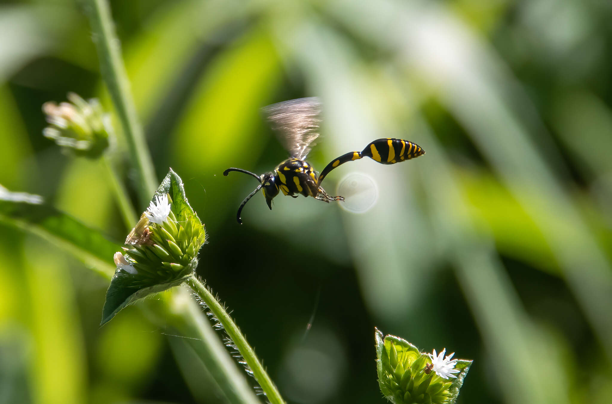 Phimenes flavopictus timorensis (Vecht 1959)的圖片