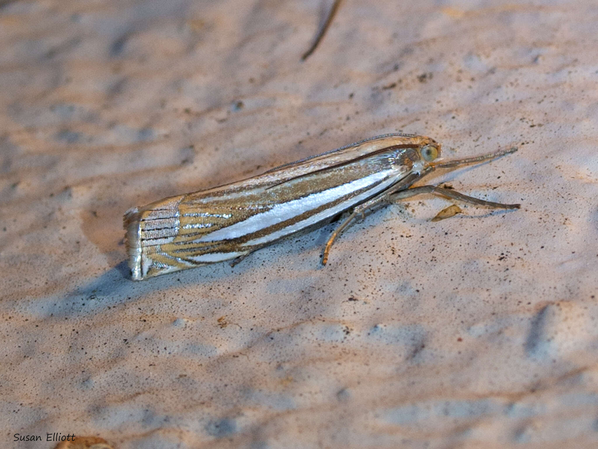 Image of Eastern Grass-veneer