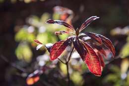 Image de Rhododendron molle (Bl.) G. Don