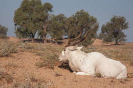 Image of Addax