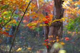 Image of Japanese maple