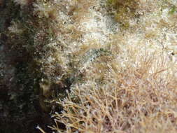 Image of Imitator Blenny