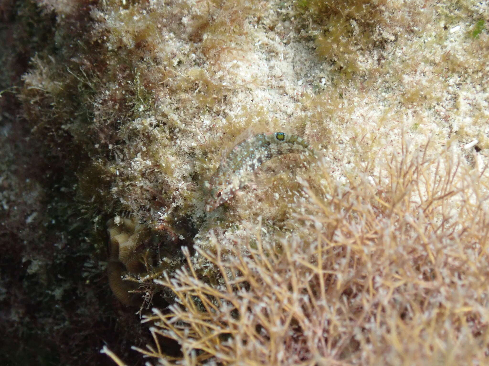 Image of Imitator Blenny