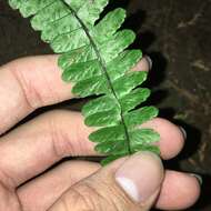 Image de Asplenium normale D. Don