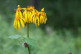 Image of summer ragwort