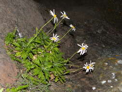 Image of Argyranthemum pinnatifidum subsp. montanum Rustan