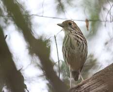 Image of Scrub Antpitta