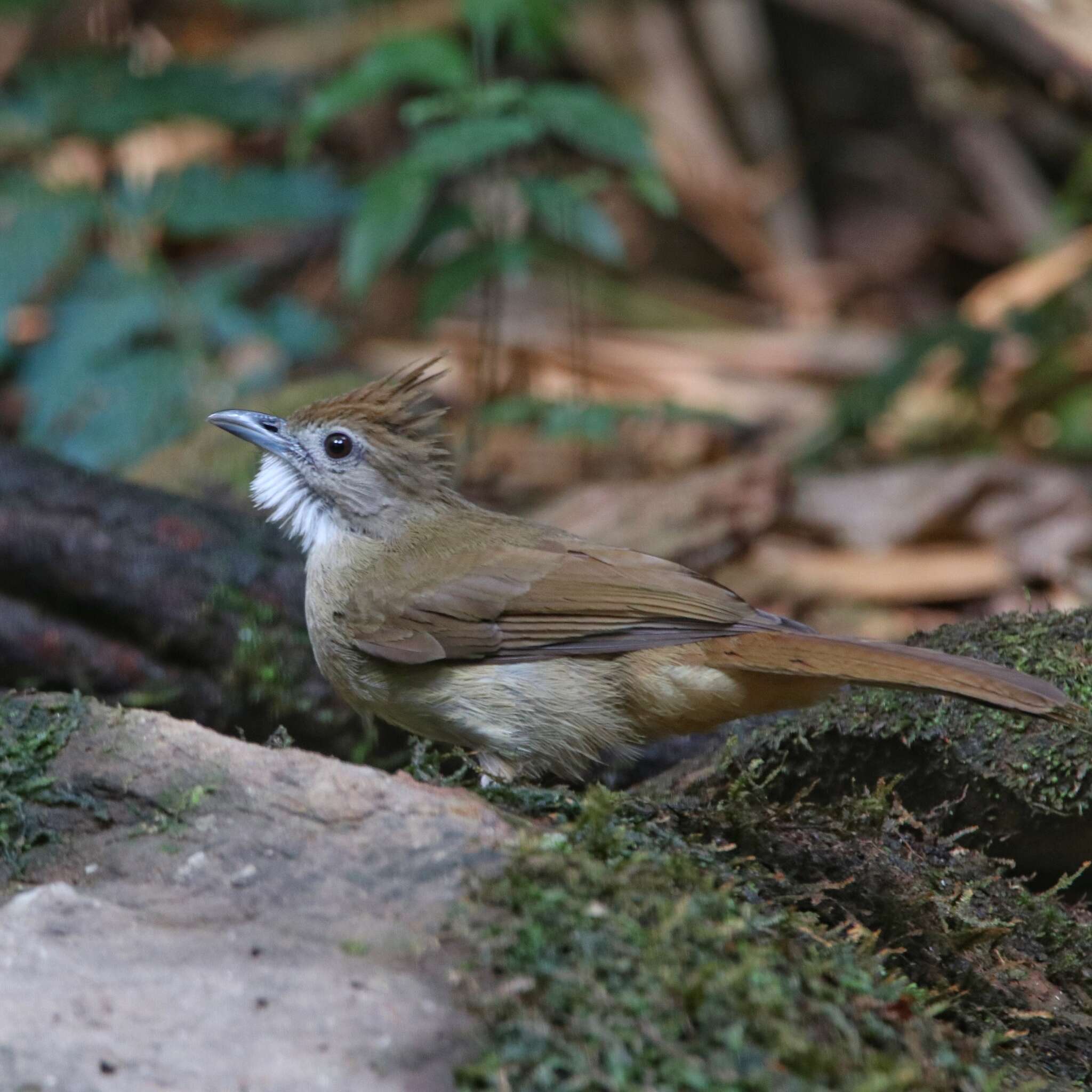 Imagem de Alophoixus ochraceus (Moore & F 1854)