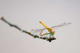 Image of Autumn darter