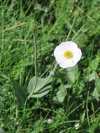 صورة Ranunculus amplexicaulis L.