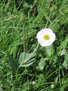 Image of Ranunculus amplexicaulis L.