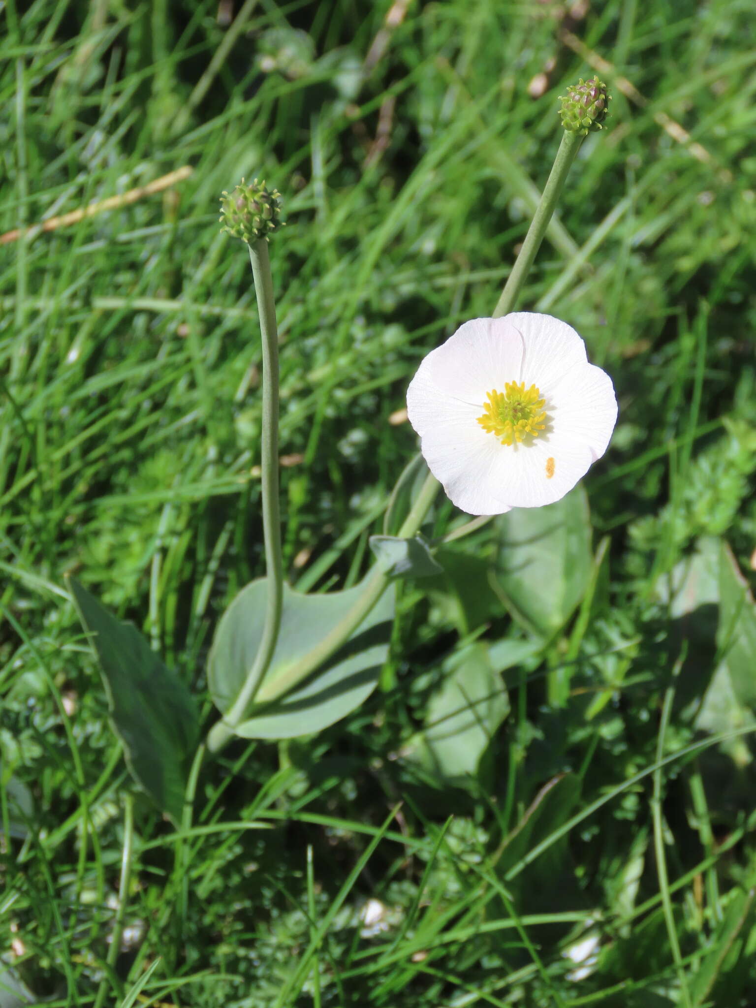 صورة Ranunculus amplexicaulis L.