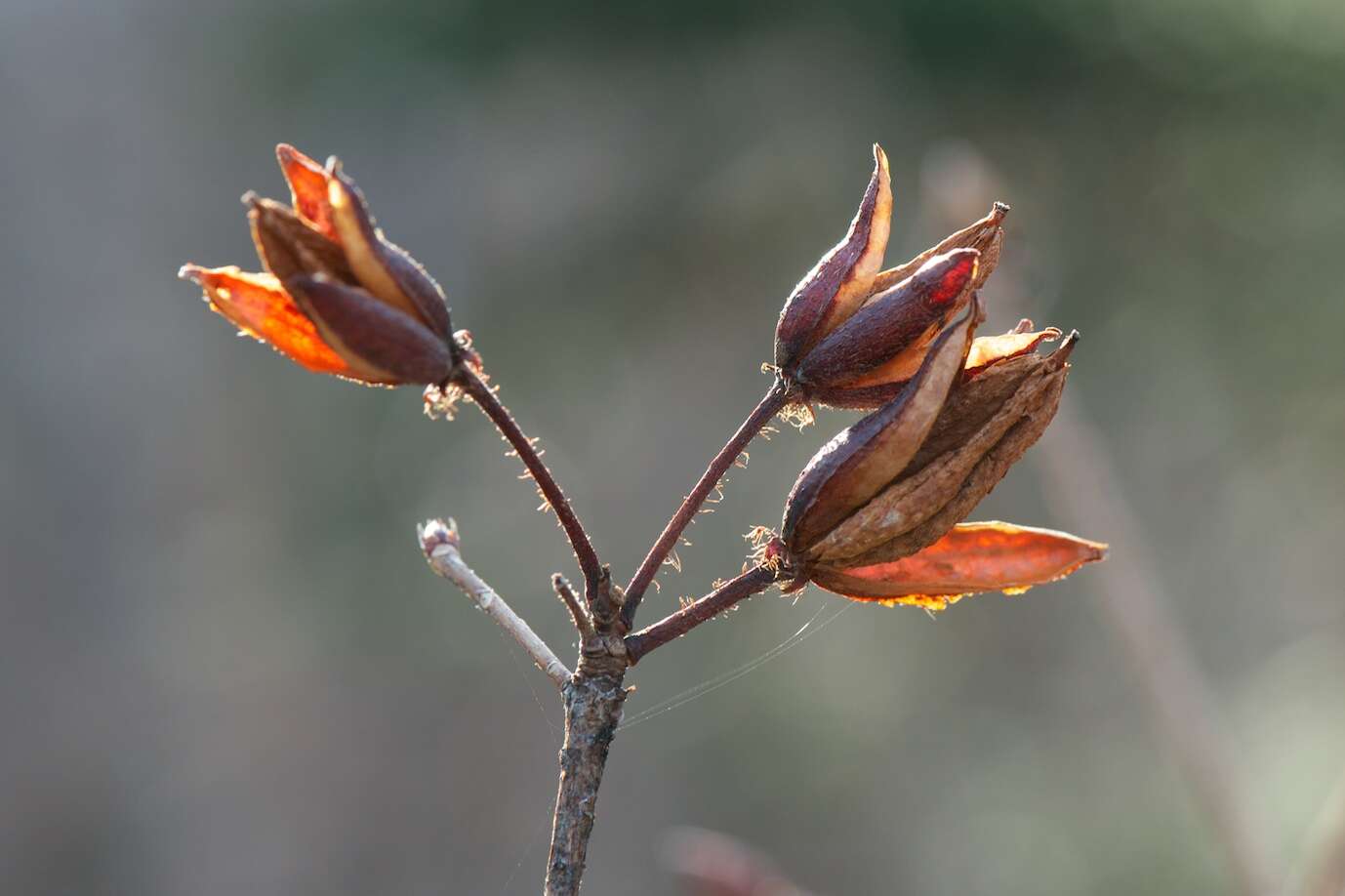 Image de Rhododendron molle (Bl.) G. Don