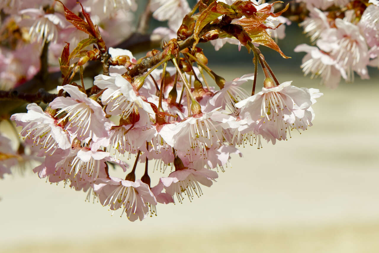 Plancia ëd Prunus subhirtella Miq.