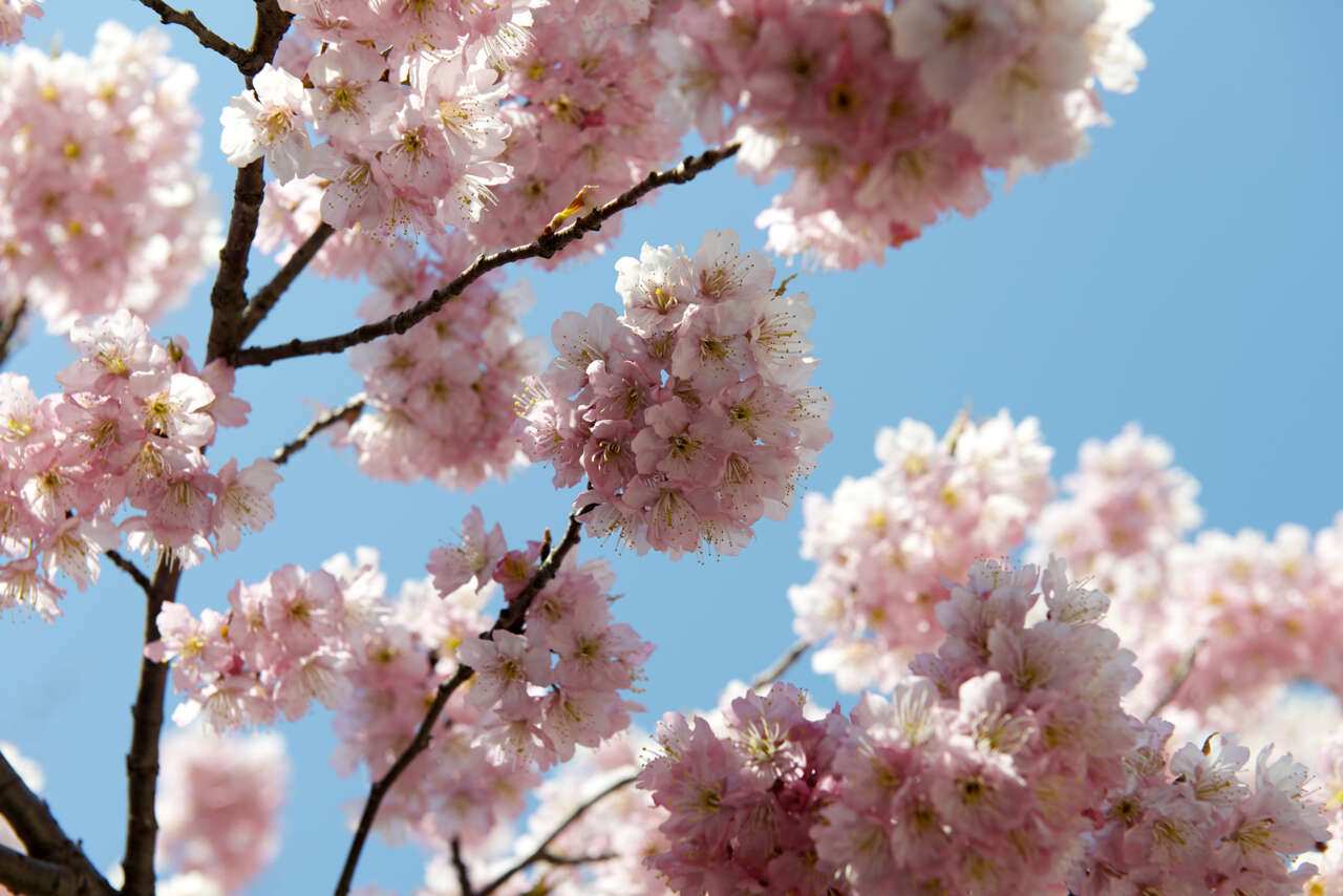 Plancia ëd Prunus subhirtella Miq.