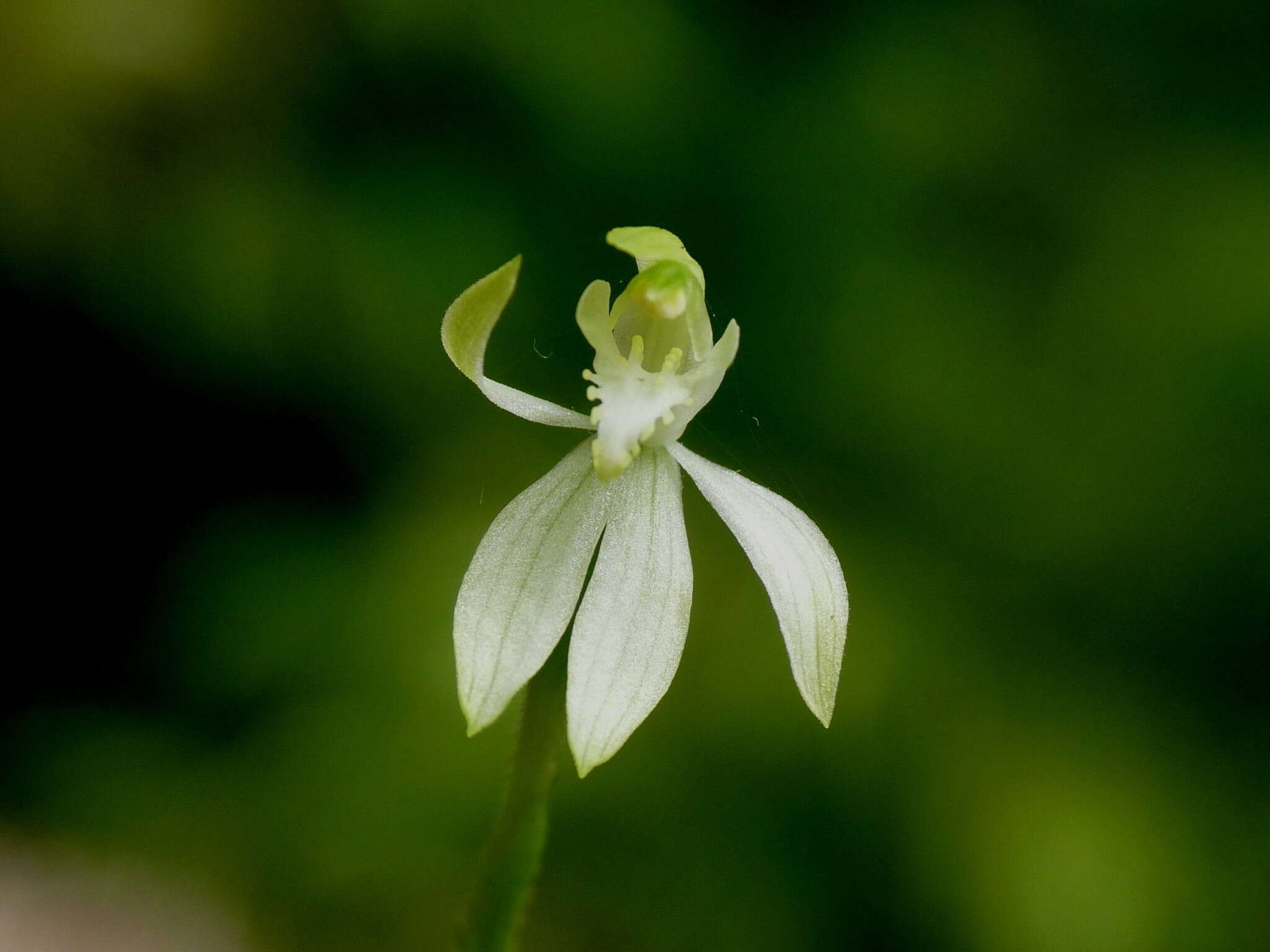 Caladenia nothofageti D. L. Jones, Molloy & M. A. Clem.的圖片