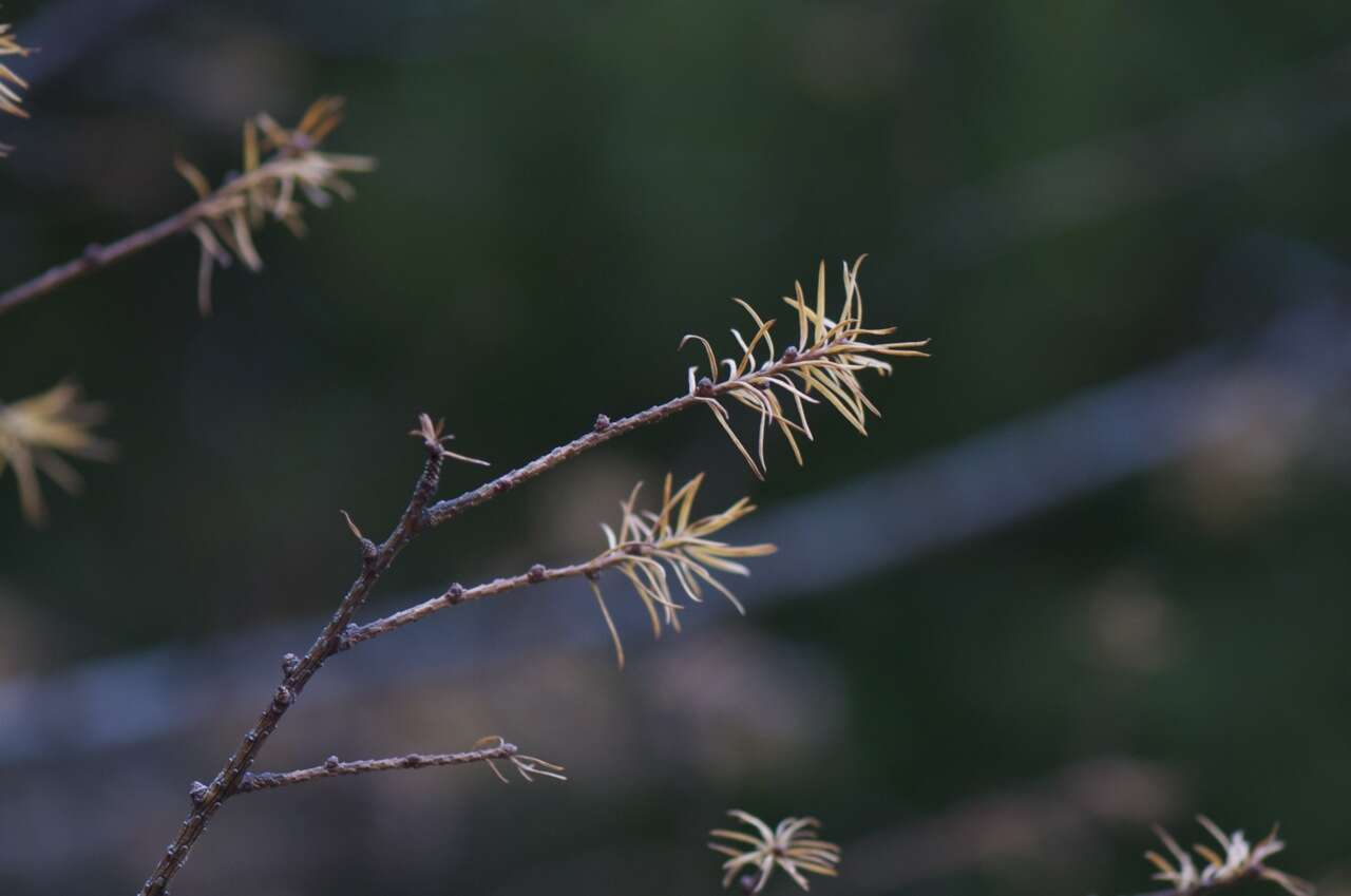 Image of Japanese Larch