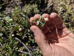 Image of Parish's snowberry