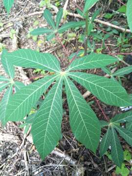 Image of cassava