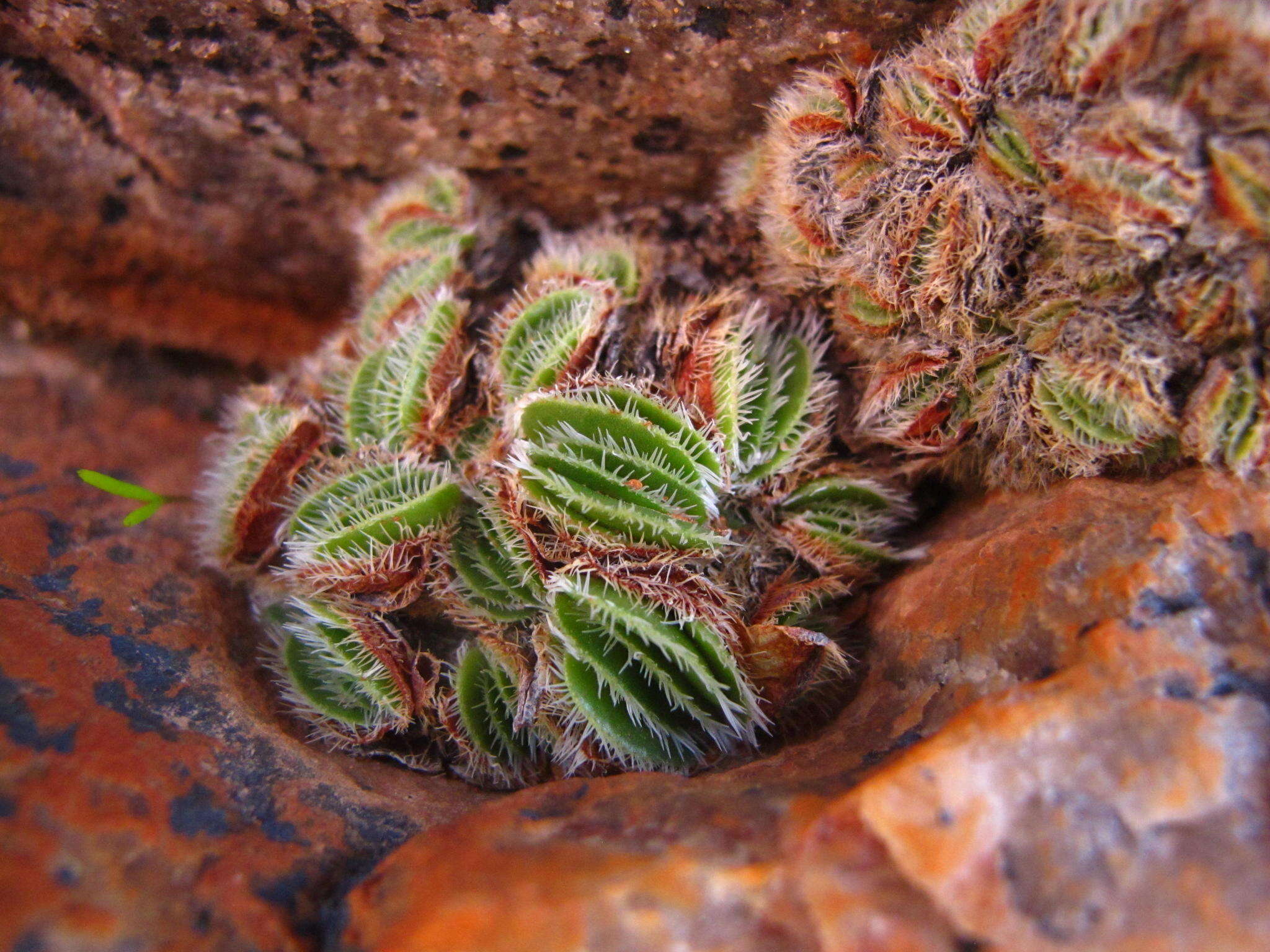 Image of Crassula tomentosa var. glabrifolia (Harv.) G. D. Rowley