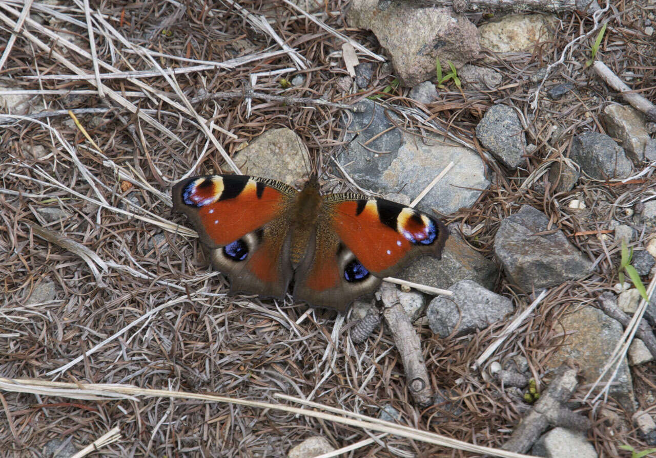 Image of Aglais io