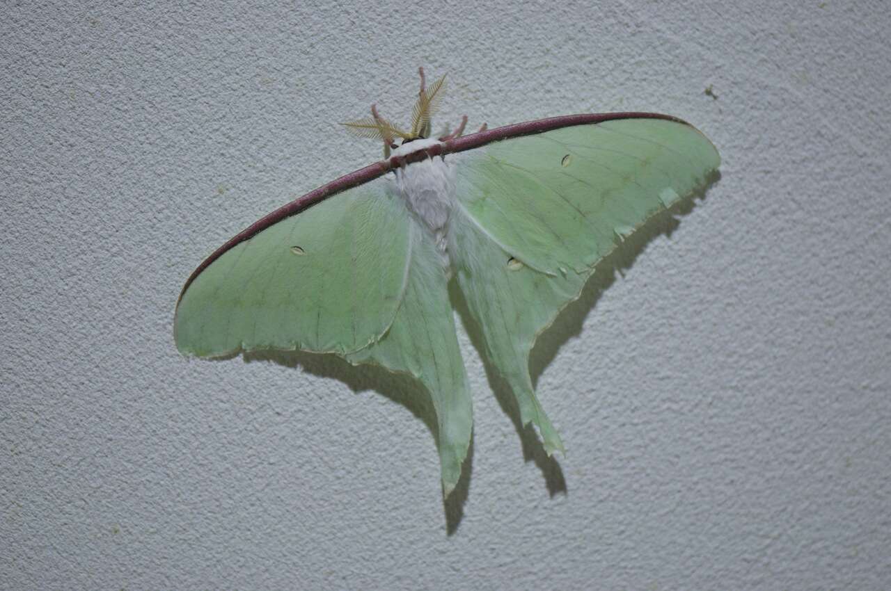 Image of Actias artemis (Bremer & Grey 1853)