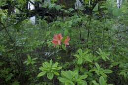 Image de Rhododendron molle (Bl.) G. Don