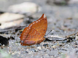 Image of Charaxes harmodius Felder 1866