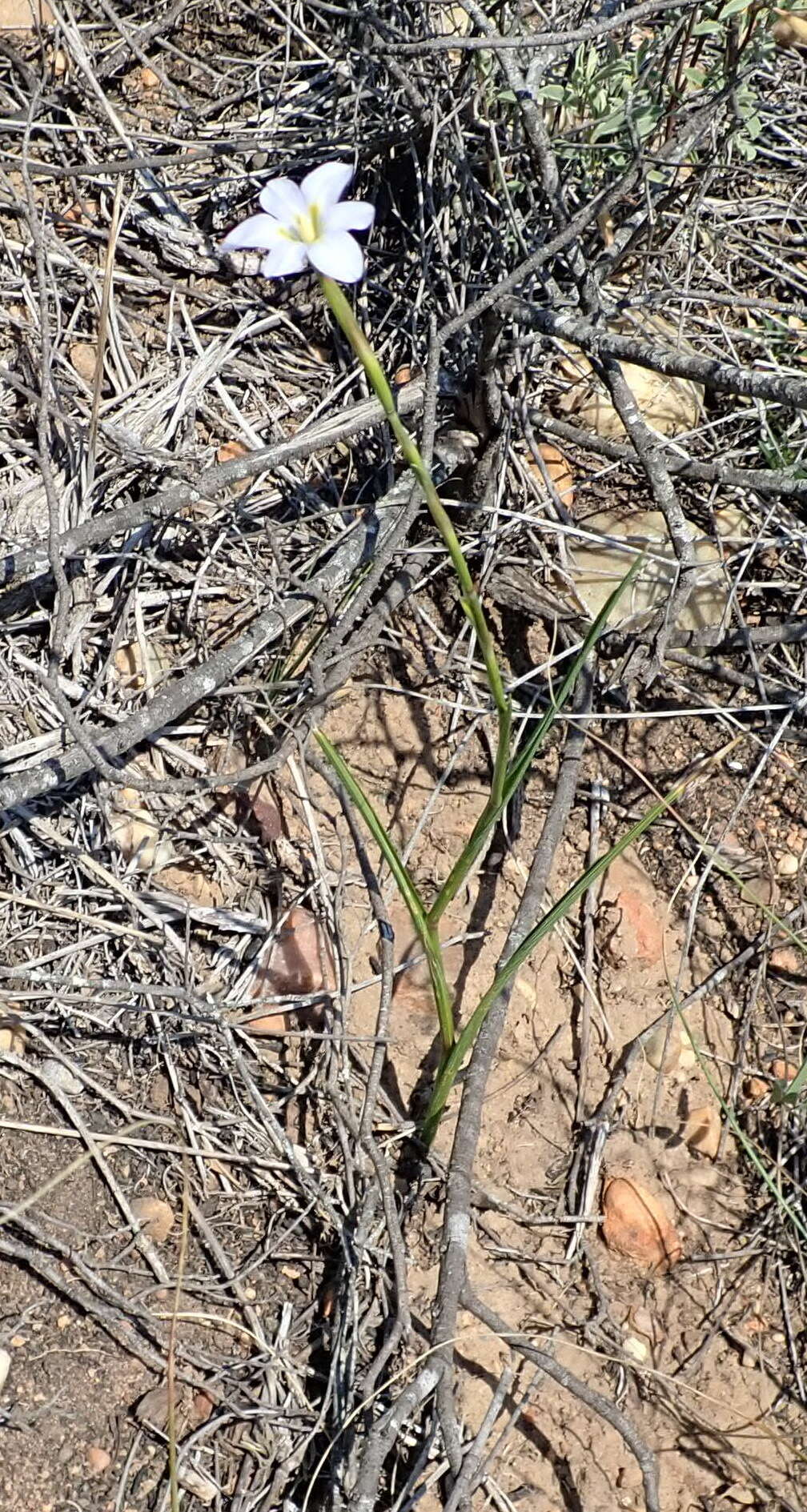 Image of Moraea polyanthos L. fil.