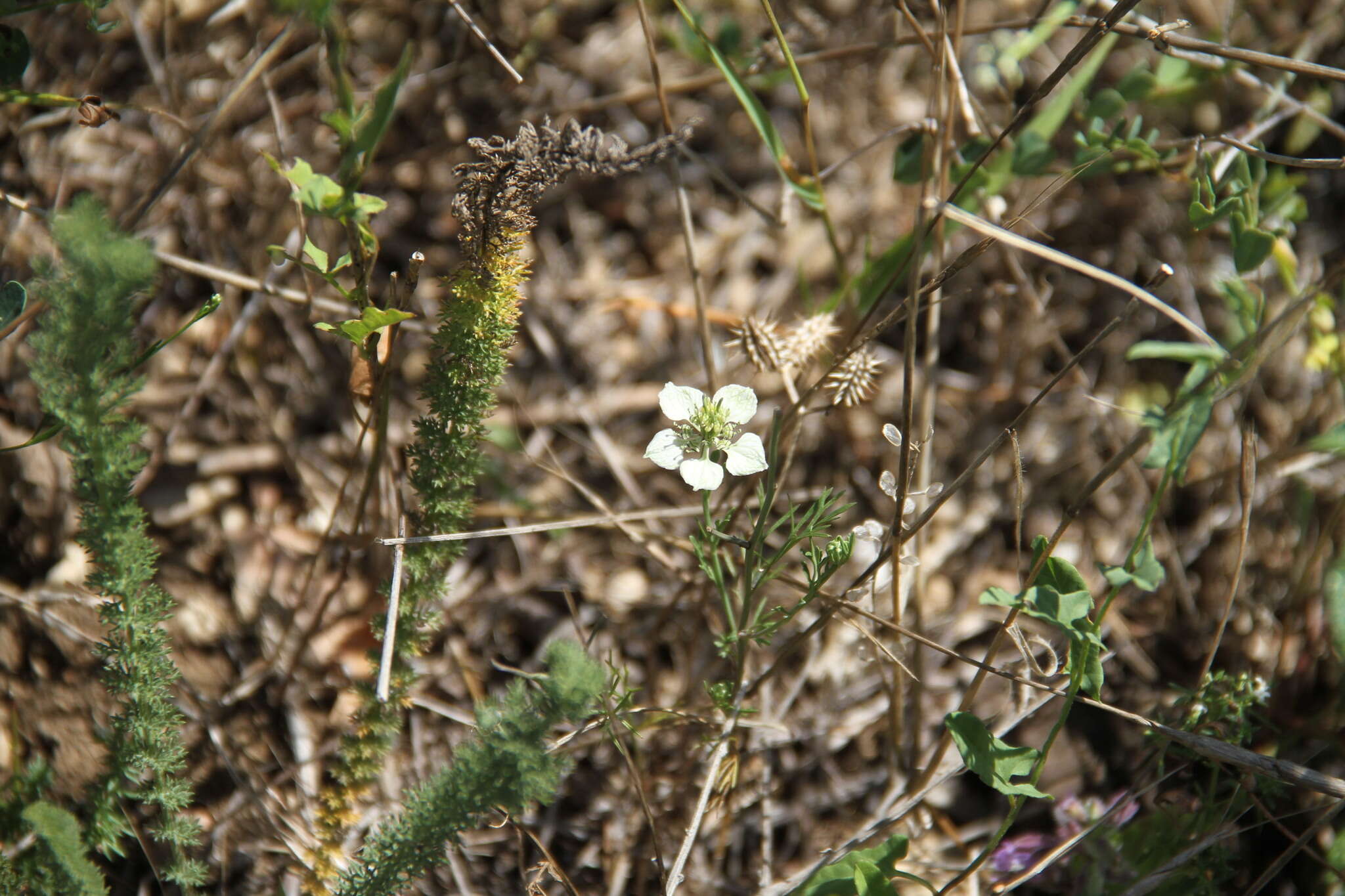 Image of black bread weed