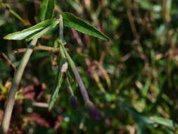 Imagem de Epilobium tetragonum L.