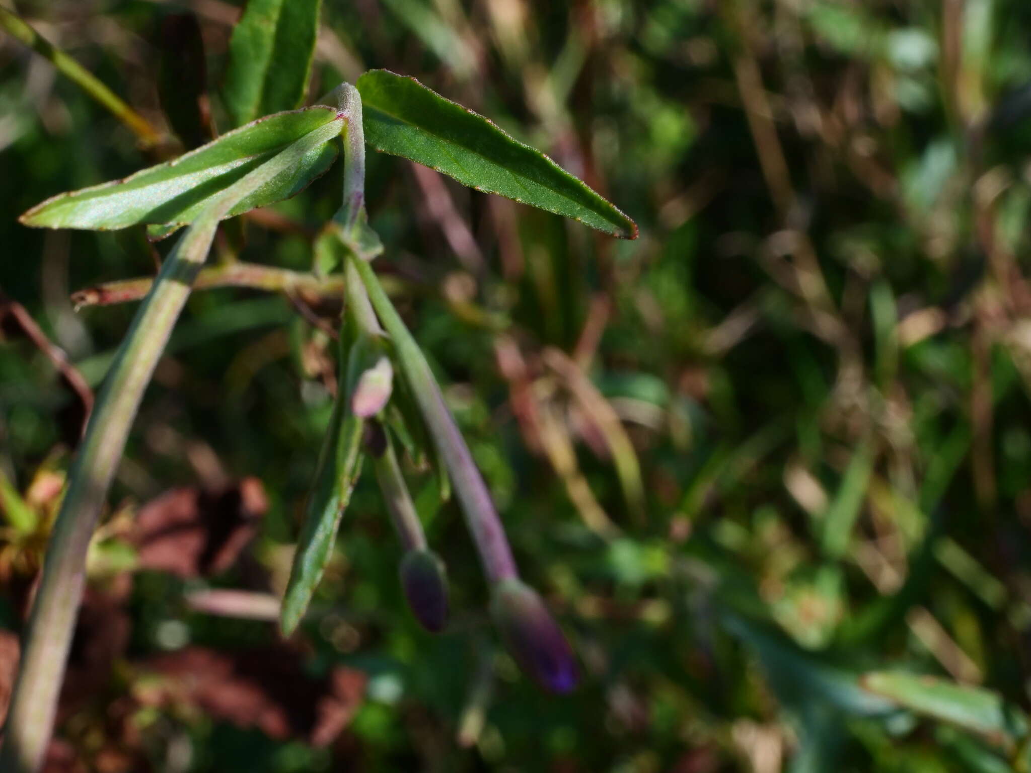 Imagem de Epilobium tetragonum L.