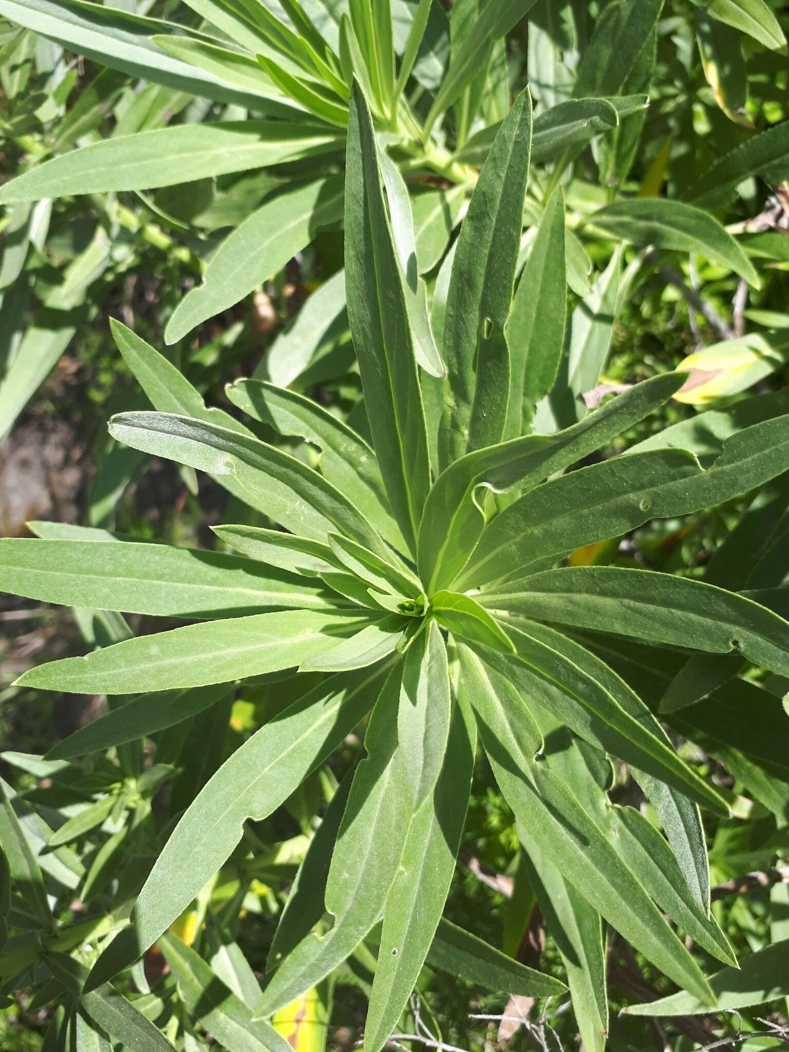 Echium webbii Coincy的圖片