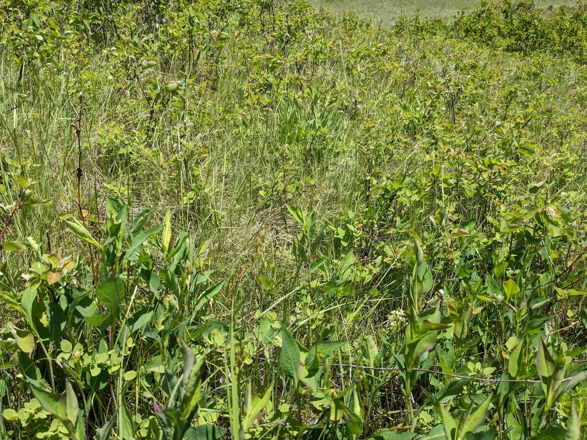 Image of whitescale sedge