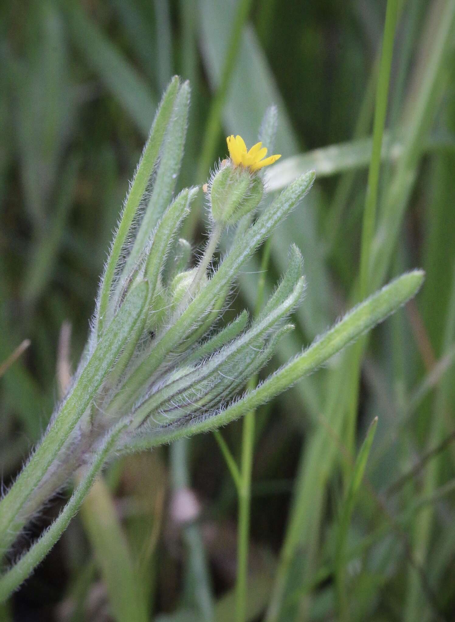 Image of Yosemite tarweed