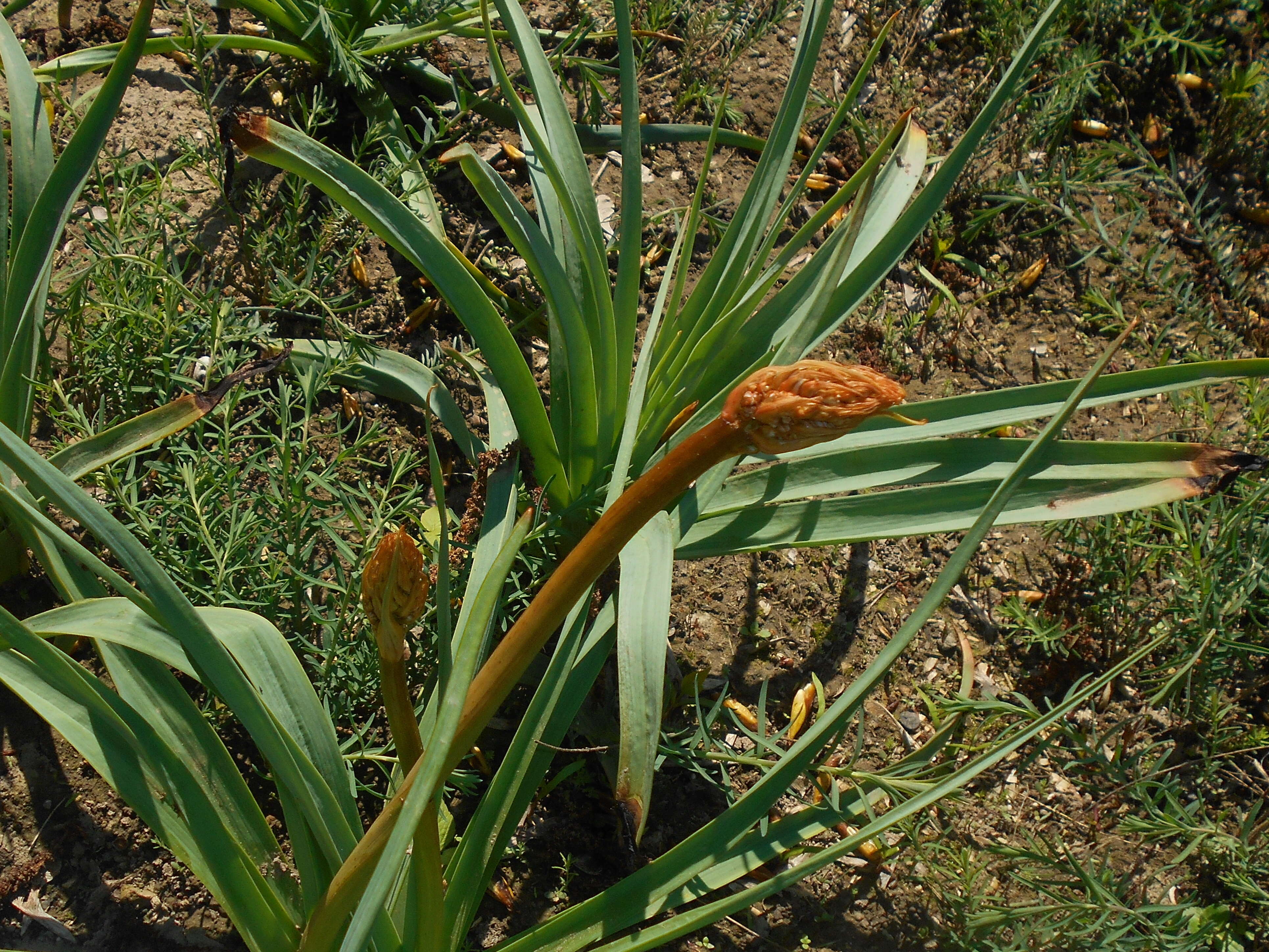 Image of Asphodelus ramosus L.