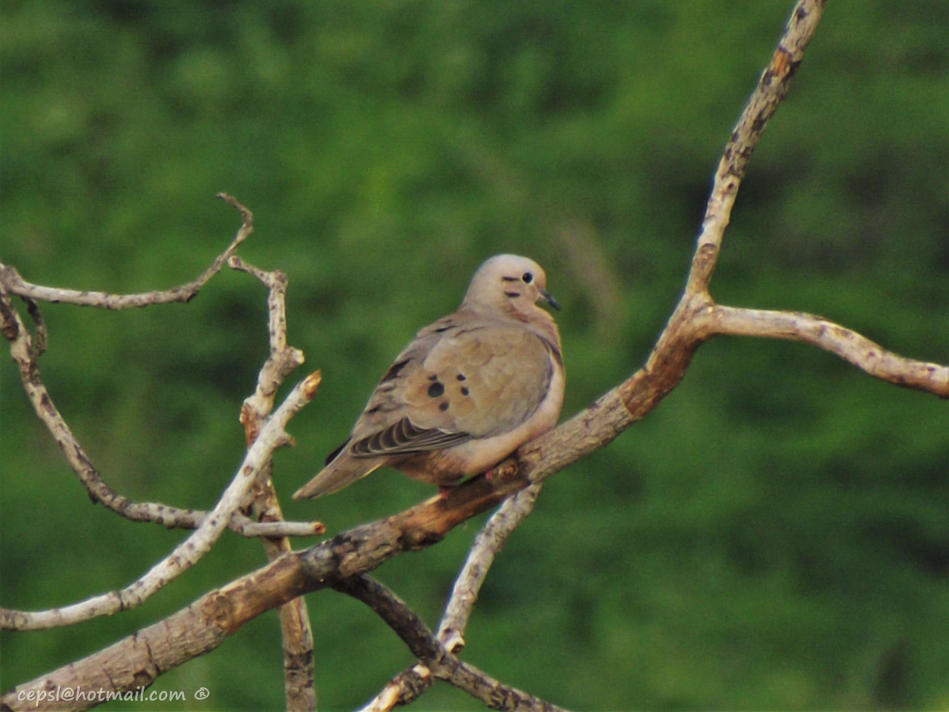 Imagem de Zenaida auriculata (Des Murs 1847)