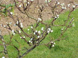 Imagem de Salix hastata L.