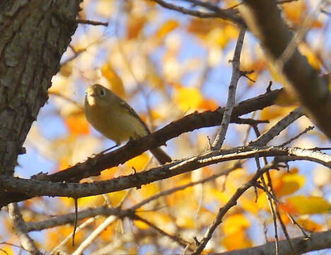 Image of Ruby-crowned Kinglet