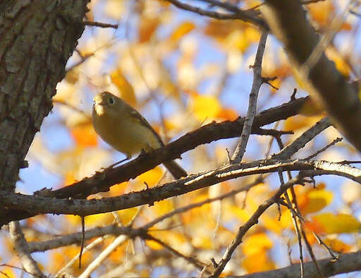 Image of Ruby-crowned Kinglet